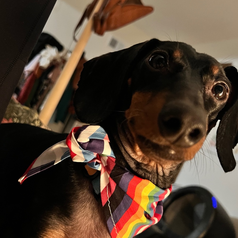 Meet your Posher, Bloo